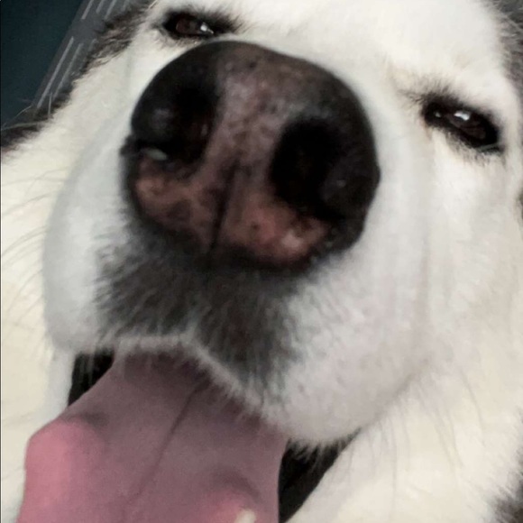 Meet your Posher, Chelsea - Picture 1 of 1